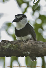 Notharchus hyperrhynchus