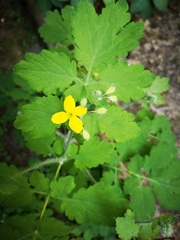Chelidonium majus