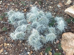 Opuntia polyacantha