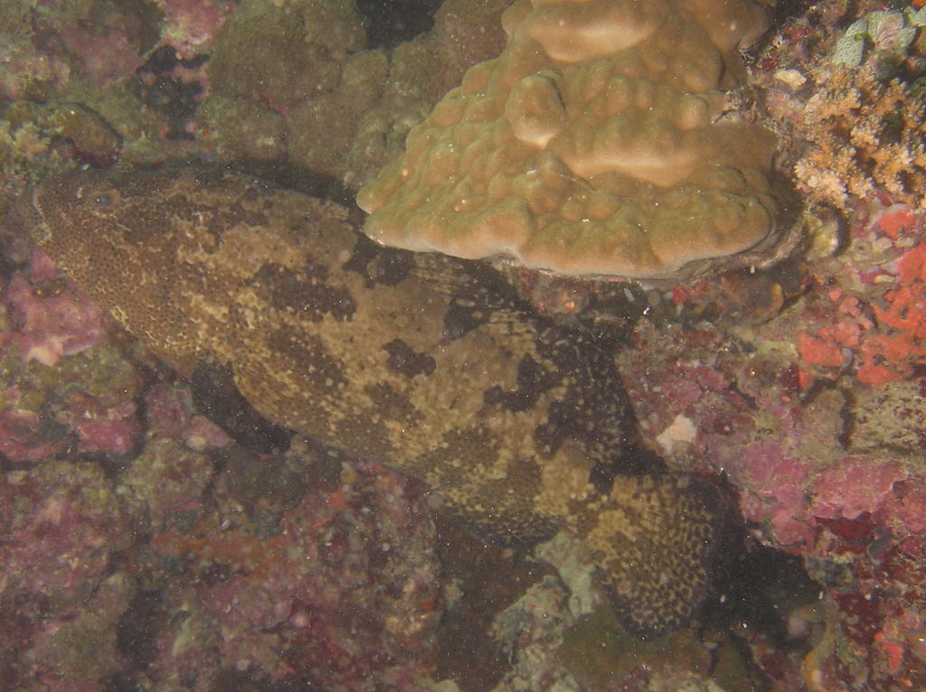 Brown-marbled grouper
