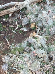 Opuntia polyacantha