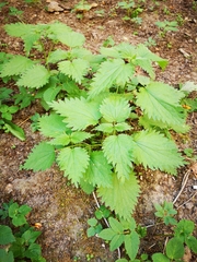 Urtica dioica