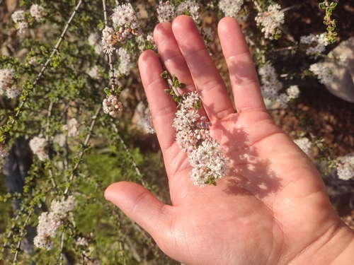 Image of Ceanothus bolensis by (c) Diego Maldonado de la Torre, some rights reserved (CC BY)