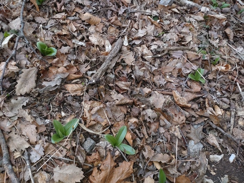 Pale orchid (Orchis pallens)