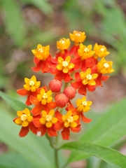 Asclepias curassavica image