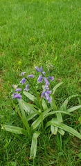 Hyacinthoides hispanica