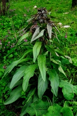Solenanthus apenninus