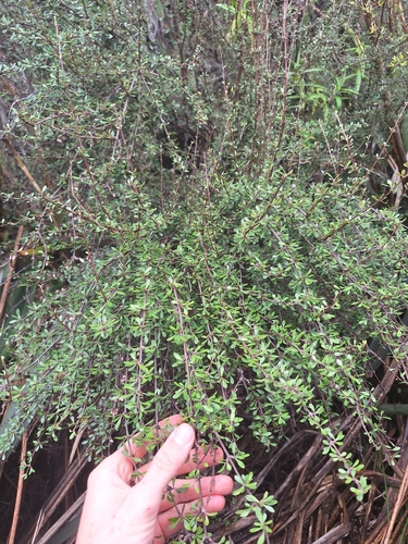 Image of Olearia virgata by (c) Oscar Dove, some rights reserved (CC BY)