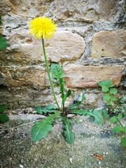 Taraxacum officinale