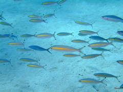 Pterocaesio chrysozona