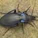 Violet Ground Beetle - Photo (c) Richard, some rights reserved (CC BY-NC)