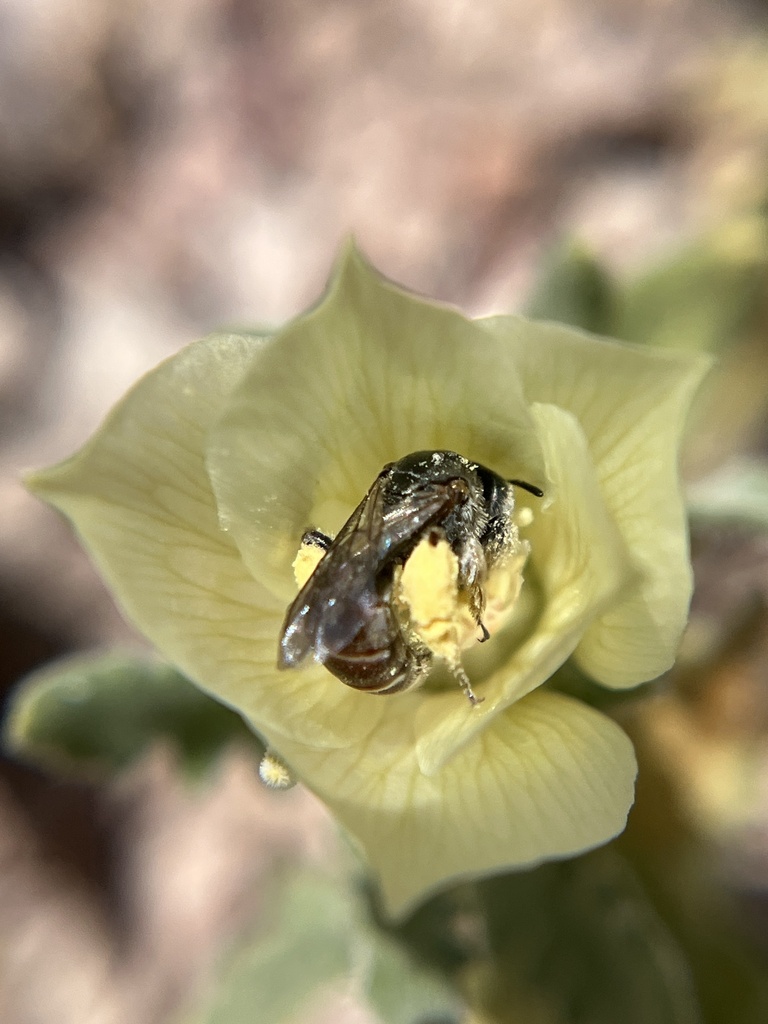 Bicuspidaria Blazingstar-Shortface