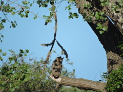 Bubo virginianus