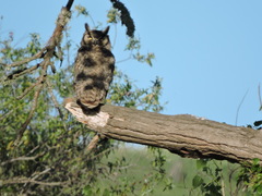 Bubo virginianus