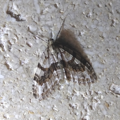 Trichopteryx polycommata