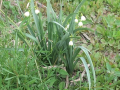 Leucojum aestivum aestivum