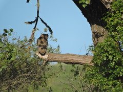 Bubo virginianus