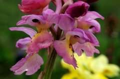 Orchis × colemanii
