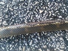 Nerodia clarkii clarkii