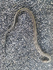 Nerodia clarkii clarkii