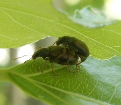 Phyllobius