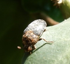 Dermestes undulatus