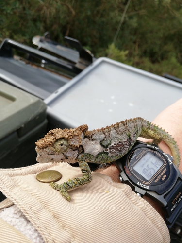 Eastern Cape Dwarf Chameleon, Bradypodion ventrale