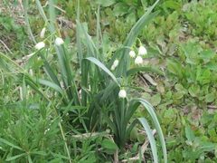 Leucojum aestivum aestivum