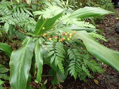 Alpinia intermedia