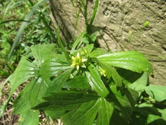 Ranunculus recurvatus