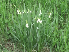 Leucojum aestivum aestivum