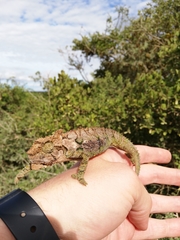 Bradypodion ventrale