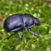 Escarabajo Pelotero Zumbador - Photo (c) Ryszard, algunos derechos reservados (CC BY-NC)