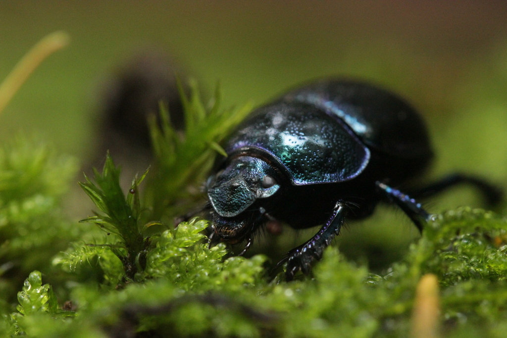 dor beetle