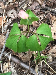 Anemonoides quinquefolia