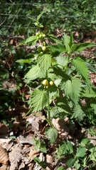 Lamium galeobdolon montanum