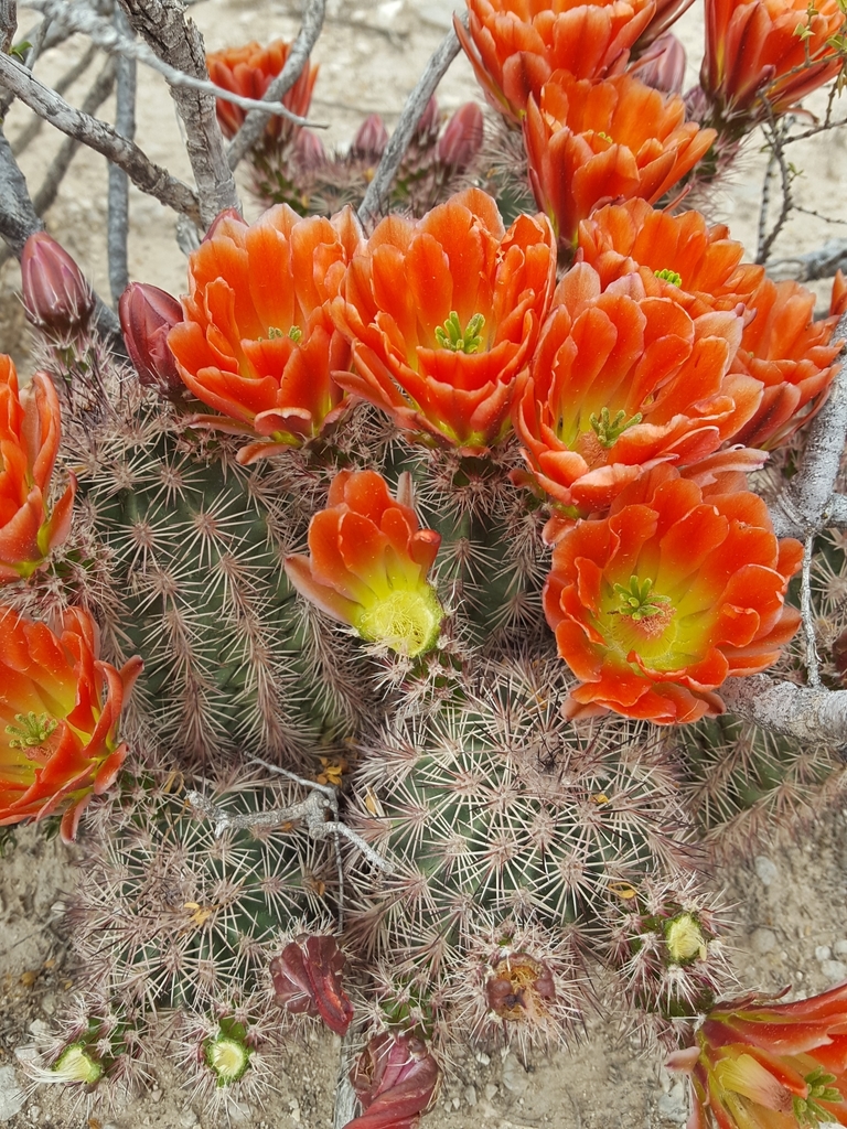 Lloyd’s Hedgehog Cactus
