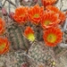 Echinocereus × lloydii - Photo (c) phhbrown, some rights reserved (CC BY-NC), uploaded by phhbrown