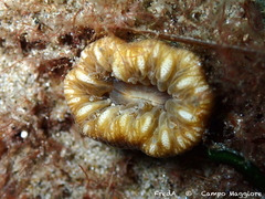 Balanophyllia europaea image