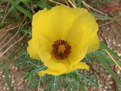 Argemone aenea