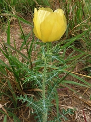 Argemone aenea