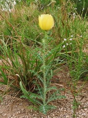Argemone aenea