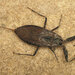 Eurasian Water Scorpion - Photo (c) Ryszard, some rights reserved (CC BY-NC)