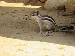 Funambulus pennantii