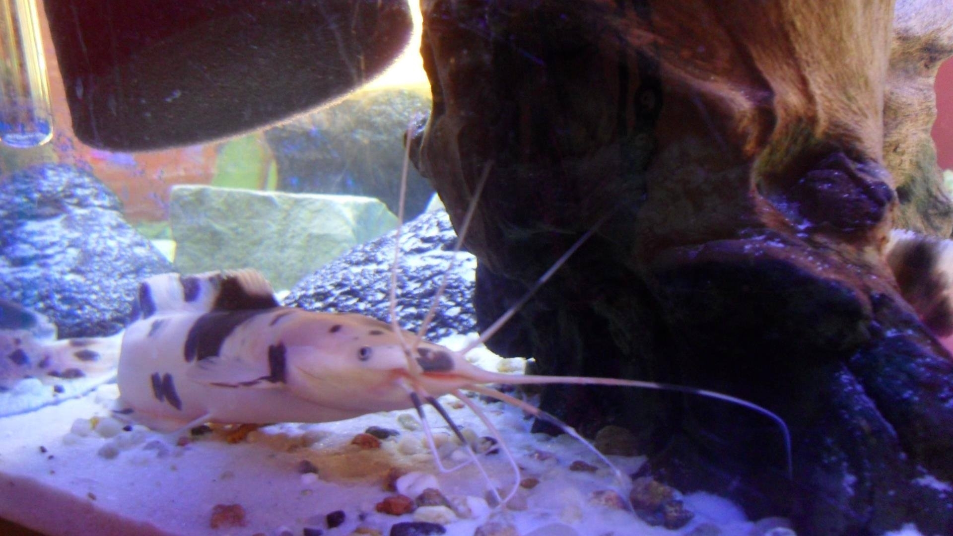 ปลาดุก, ปลาดุกด้าน, ปลาดุกน้ำจืด, aasia angersäga, albino walking fish, alimudan, ålmal, andeng, asiatisk vandrarmal, cá trèn trang, cá trê tráng, clarias catfish, climbing perch, freshwater catfish, froschwels, ikan lele, magur, walking catfish