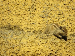 Funambulus pennantii