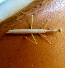 Stagmomantis nahua