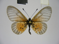 Acraea orestia