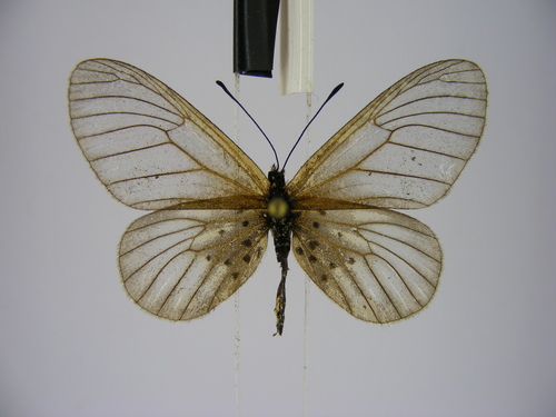 Orestia glassy acraea