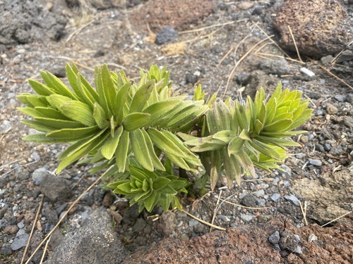 Dubautia scabra observed 2024-03-10